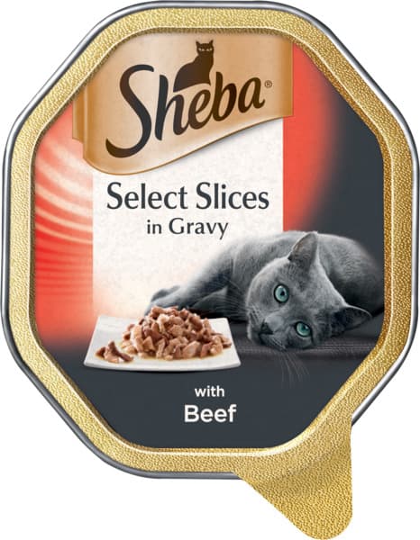 בקר לחתול