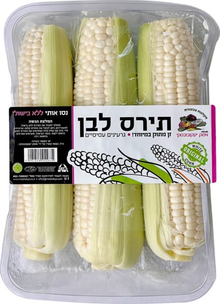 תירס לבן