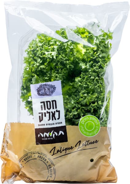 חסה לליק תקומה