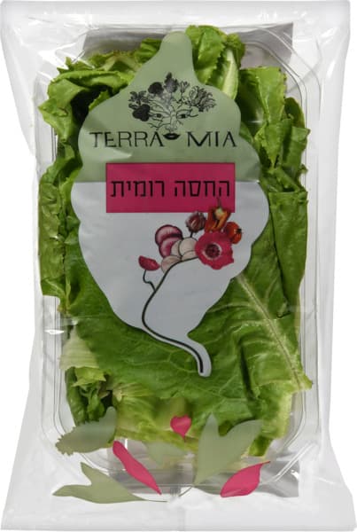 החסה הרומית