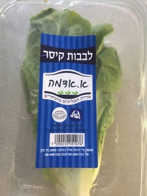 לבבות חסה