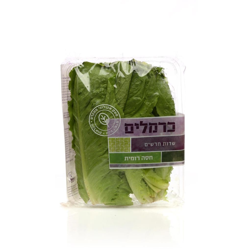 לבבות חסה  תקומה