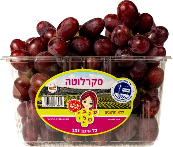 ענב סקרלוטה